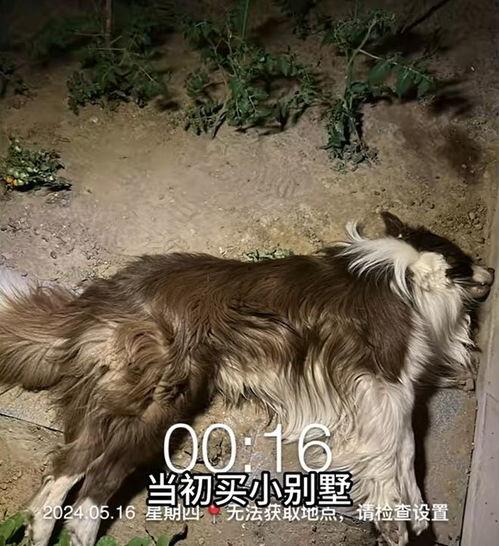 狗狗酋长爆料视频大全最新,揭秘萌宠界的神秘故事  第3张